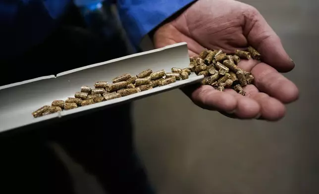 Dan Caston, an employee of Drax, shows some of the wood pellets their plant produces in Gloster, Miss., Monday, May 20, 2024. Wood pellet production skyrocketed across the U.S. South to feed the European Union's push this past decade for renewable energy to replace fossil fuels like coal. (AP Photo/Gerald Herbert)