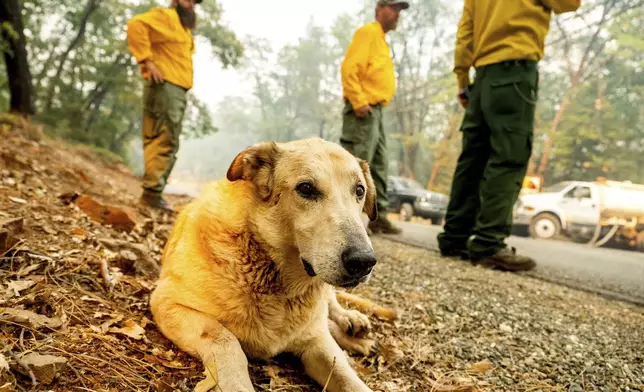 A dog being safeguarded by fire support personnel sits beside Cohasset Rd. as the Park Fire burns in the Cohasset community in Butte County, Calif., on Thursday, July 25, 2024. (AP Photo/Noah Berger)