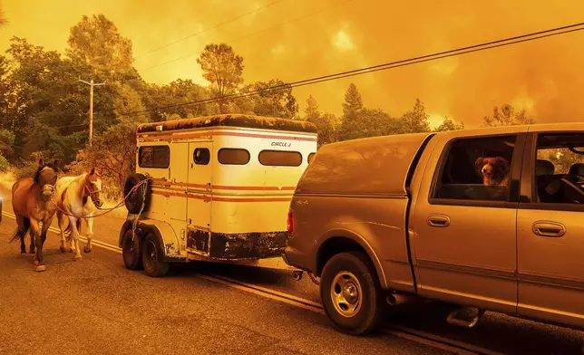 Animals evacuate as the Park Fire burns through the Cohasset community of Butte County, Calif., on Thursday, July 25, 2024. (AP Photo/Noah Berger)