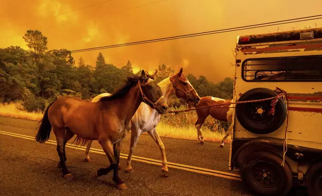 Horses evacuate as the Park Fire tears though the Cohasset community in Butte County, Calif., on Thursday, July 25, 2024. (AP Photo/Noah Berger)