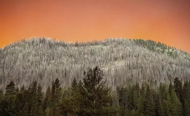 Smoke from the Park Fire casts an orange glow above a hillside burned in a previous wildfire in Tehama County, Calif., on Friday, July 26, 2024. (AP Photo/Noah Berger)