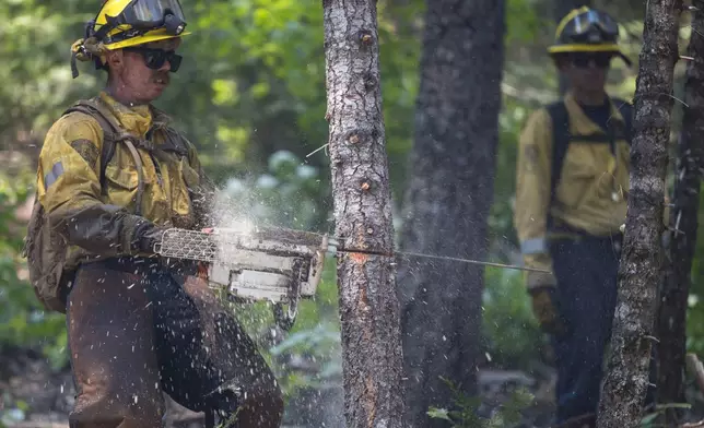 A CalFire firefighter cuts smaller trees along Highway 32 to help control the Park Fire near Butte Meadows, Calif., Monday, July 29, 2024. (AP Photo/Nic Coury)