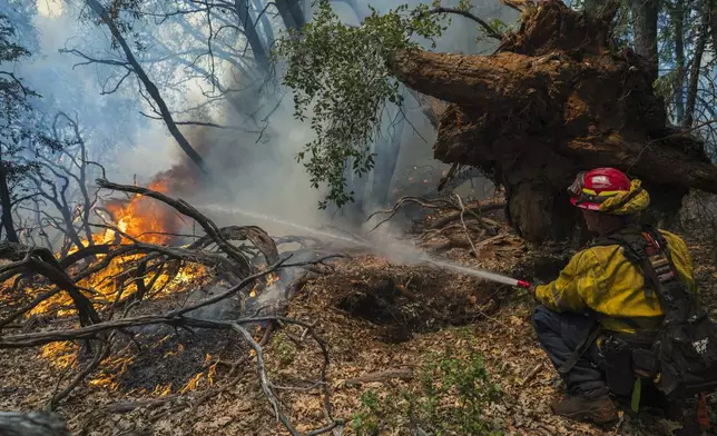 A firefighter sprays water on the Park Fire burning near Forest Ranch, Calif., Saturday, July 27, 2024. (AP Photo/Nic Coury)