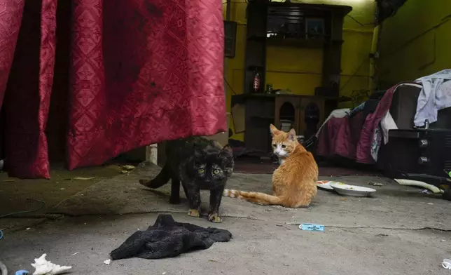 The cats of Victoria Azevedo stand inside her improvised home built on an empty lot on the bank of a water canal in Santiago, Chile, Wednesday, May 15, 2024. “It's dangerous,” said the Chilean homeless mother of two about life on the streets. “If you are a woman and have children, it’s worse.” (AP Photo/Esteban Felix)