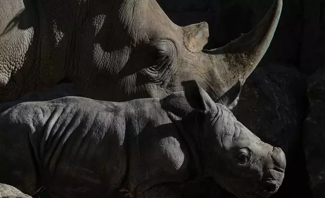 Silverio, a twelve-day-old white rhino, stands next to his mother Hannah during his presentation at the Buin Zoo in Santiago, Chile, Tuesday, July 2, 2024. The baby rhino’s birth is the third of this endangered species born at the Buin. (AP Photo/Esteban Felix)