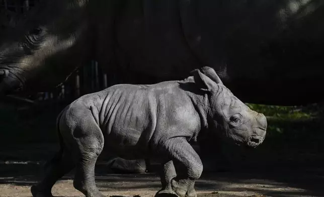 A twelve-day-old rhino called Silverio walks near his mother Hannah during his presentation at the Buin Zoo in Santiago, Chile, Tuesday, July 2, 2024. The baby rhino’s birth is the third of this endangered species born at the Buin. (AP Photo/Esteban Felix)