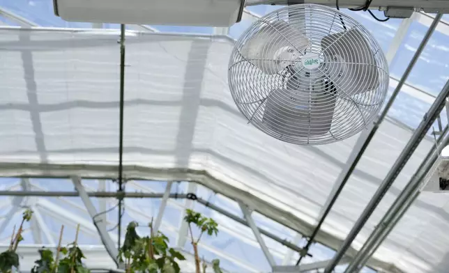 A fan hangs above plants growing in a greenhouse at the Core Greenhouse Complex on the University of California, Davis, campus in Davis, Calif., Monday, May 20, 2024. (AP Photo/Jeff Chiu)