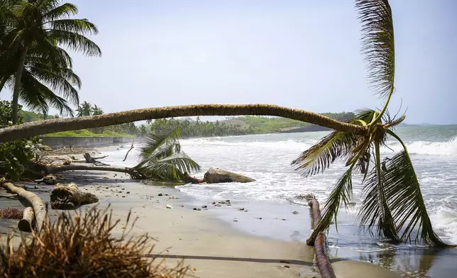 Palm trees wilt after being uprooted by Hurricane Beryl in St. Patrick, Grenada, Tuesday, July 2, 2024. (AP Photo/Haron Forteau)
