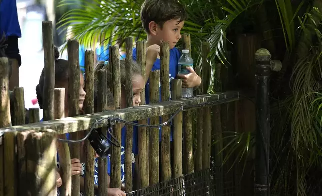 Children on a field trip from summer camp look at an exhibit at the Palm Beach Zoo &amp; Conservation Society Thursday, July 18, 2024, in West Palm Beach, Fla. The staff at the zoo use a variety of techniques to keep their animals cool during the hot summer months. (AP Photo/Lynne Sladky)