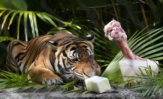 A Malayan tiger named Api licks on a frozen cube of goat milk next to a cow bone in a block of ice at the Palm Beach Zoo &amp; Conservation Society Thursday, July 18, 2024, in West Palm Beach, Fla. The staff at the zoo use a variety of techniques to keep their animals cool during the hot summer months. (AP Photo/Lynne Sladky)