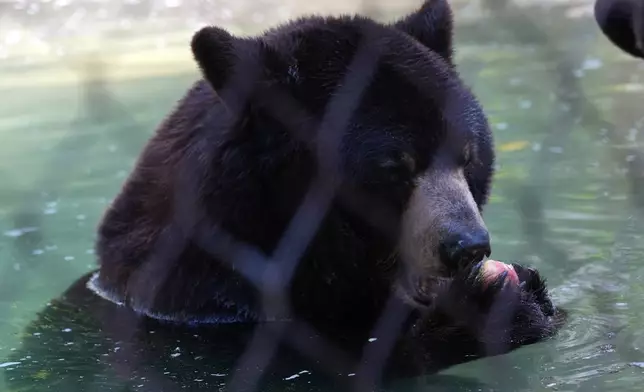 A black bear named Lewis eats an apple while in a cool pool of water at the Palm Beach Zoo &amp; Conservation Society Thursday, July 18, 2024, in West Palm Beach, Fla. The staff at the zoo use a variety of techniques to keep their animals cool during the hot summer months. (AP Photo/Lynne Sladky)