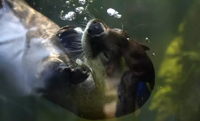 A river otter chews on a block of ice with smelt at the Palm Beach Zoo &amp; Conservation Society Thursday, July 18, 2024, in West Palm Beach, Fla. The staff at the zoo use a variety of techniques to keep their animals cool during the hot summer months. (AP Photo/Lynne Sladky)