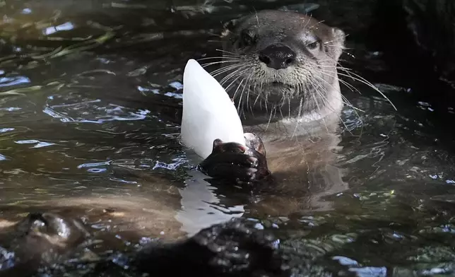 A river otter holds a block of ice with smelt at the Palm Beach Zoo &amp; Conservation Society Thursday, July 18, 2024, in West Palm Beach, Fla. The staff at the zoo use a variety of techniques to keep their animals cool during the hot summer months. (AP Photo/Lynne Sladky)