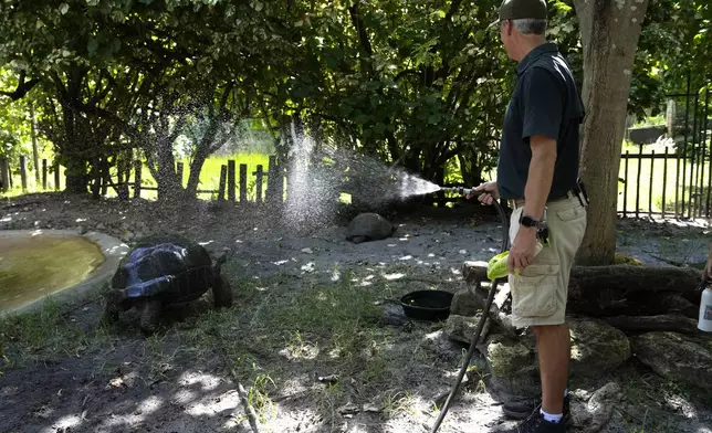 Mike Terrell, curator of animal experiences, sprays an Aldabra tortoise with cool water at the Palm Beach Zoo &amp; Conservation Society Thursday, July 18, 2024, in West Palm Beach, Fla. The staff at the zoo use a variety of techniques to keep their animals cool during the hot summer months. (AP Photo/Lynne Sladky)