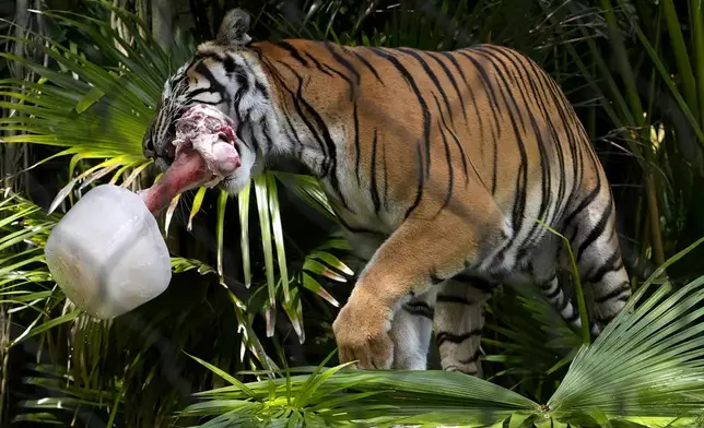 A Malayan tiger named Api carries a cow bone in a block of ice at the Palm Beach Zoo &amp; Conservation Society Thursday, July 18, 2024, in West Palm Beach, Fla. The staff at the zoo use a variety of techniques to keep their animals cool during the hot summer months. (AP Photo/Lynne Sladky)