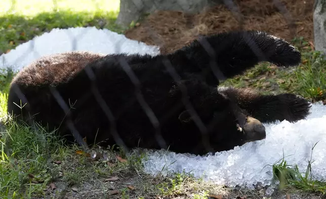 A black bear named Clark lies on a pile of crushed ice at the Palm Beach Zoo &amp; Conservation Society Thursday, July 18, 2024, in West Palm Beach, Fla. The staff at the zoo use a variety of techniques to keep their animals cool during the hot summer months. (AP Photo/Lynne Sladky)