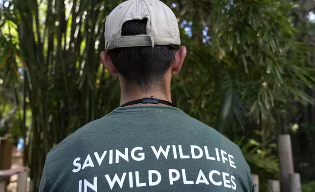 An employee wears a t-shirt reading Saving Wildlife in Wild Places at the Palm Beach Zoo &amp; Conservation Society Thursday, July 18, 2024, in West Palm Beach, Fla. The staff at the zoo use a variety of techniques to keep their animals cool during the hot summer months. (AP Photo/Lynne Sladky)