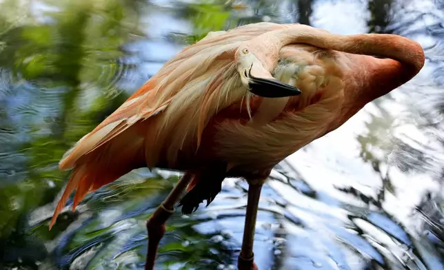 A flamingo stands in the shade at the Palm Beach Zoo &amp; Conservation Society Thursday, July 18, 2024, in West Palm Beach, Fla. The staff at the zoo use a variety of techniques to keep their animals cool during the hot summer months. (AP Photo/Lynne Sladky)