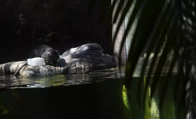 A river otter chews on a block of ice with smelt at the Palm Beach Zoo &amp; Conservation Society Thursday, July 18, 2024, in West Palm Beach, Fla. The staff at the zoo use a variety of techniques to keep their animals cool during the hot summer months. (AP Photo/Lynne Sladky)