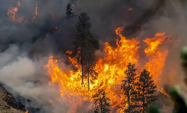 Trees and vegetation go up in flames at the River Fire Thursday, July 25, 2024, nearby Myrtle, Idaho. Lightning strikes have sparked fast-moving wildfires in Idaho, prompting the evacuation of multiple communities. (August Frank/Lewiston Tribune via AP)