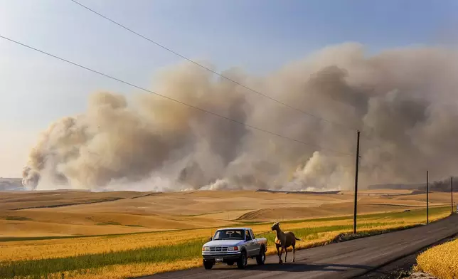 People evacuate their horse as the the River Fire moves through wheat fields Thursday, July 25, 2024, as seen from near Culdesac, Idaho. Lightning strikes have sparked fast-moving wildfires in Idaho, prompting the evacuation of multiple communities. (August Frank/Lewiston Tribune via AP)