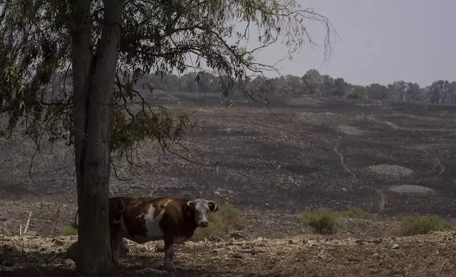 A cow stands under a tree next to a burned area affected by a fire that sparked out after a shelling attack from Lebanon, in the Israeli-controlled Golan Heights, Monday, June 24, 2024. (AP Photo/Leo Correa)