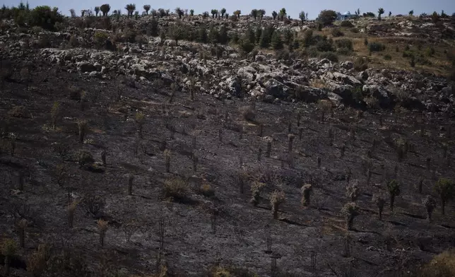 A burned field from previous shelling attacks from Lebanon is pictured in Safed, northern Israel, Friday, June 21, 2024. (AP Photo/Leo Correa)