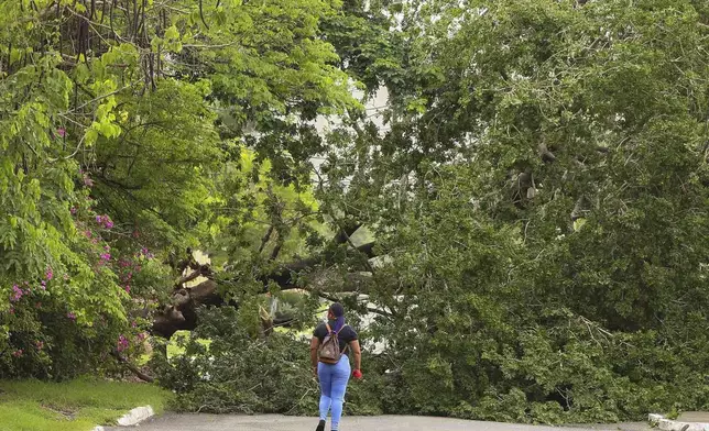 A tree felled by Hurricane Beryl blocks a street in Kingston, Jamaica, Thursday, July 4, 2024. (AP Photo/Leo Hudson)