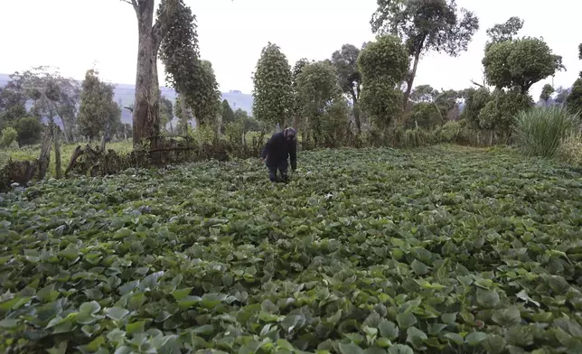 James Tobiko, a farmer, on his vegetable farm that wasn't affected by flooding due to terracing in Narok, Kenya, Wednesday, May. 8, 2024. According to Kenya's interior ministry, the heavy rains affected 400,000 people across the country and killed 289. Crops on approximately 168,092 acres of land have been destroyed, posing a threat to food security. This represents 0.24 percent of Kenya's based on World Bank Data that shows 48% of Kenya's land is agricultural. (AP Photo/Andrew Kasuku)