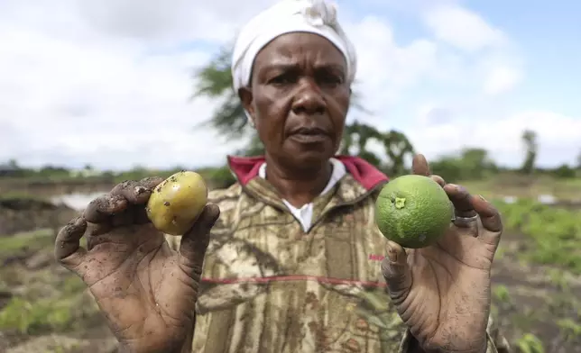 62-year old farmer Martha Waema poses for a photo holding a tomato and orange in her three-acre farm that was left submerged by weeks of relentless rainfall in Machakos, Kenya, Wednesday, May 8, 2024. According to Kenya's interior ministry, the heavy rains have affected 400,000 people across the country and killed 289. Crops on approximately 168,092 acres of land have been destroyed, posing a threat to food security. This represents 0.24 percent of Kenya's based on World Bank Data that shows 48% of Kenya's land is agricultural. (AP Photo/Andrew Kasuku)