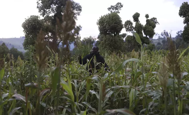 Farmer James Tobiko on his vegetable farm that wasn't affected by flooding due to terracing in Narok, Kenya, Wednesday, May 8, 2024. According to Kenya's interior ministry, the heavy rains affected 400,000 people across the country and killed 289. Crops on approximately 168,092 acres of land have been destroyed, posing a threat to food security. This represents 0.24 percent of Kenya's based on World Bank Data that shows 48% of Kenya's land is agricultural. (AP Photo/Andrew Kasuku)