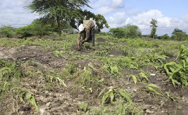 62-year old farmer Martha Waema stands in her three-acre farm that was left submerged by weeks of relentless rainfall in Machakos, Kenya, Wednesday, May 8, 2024. According to Kenya's interior ministry, the heavy rains affected 400,000 people across the country and killed 289. Crops on approximately 168,092 acres of land have been destroyed, posing a threat to food security. This represents 0.24 percent of Kenya's based on World Bank Data that shows 48% of Kenya's land is agricultural. (AP Photo/Andrew Kasuku)