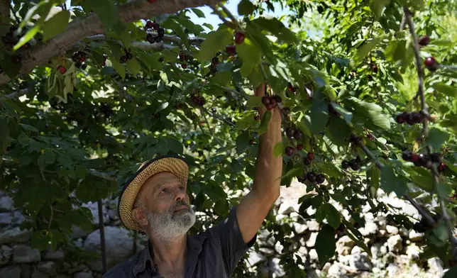 Lebanese farmer Moussa Saab, checks a cherry tree at his orchard, in Chebaa, a Lebanese town near the border with Israel, south Lebanon, Friday, June 14, 2024. With cease-fire talks faltering in Gaza and no clear offramp for the conflict on the Lebanon-Israel border, the daily exchanges of strikes between Hezbollah and Israeli forces have sparked fires that are tearing through forests and farmland on both sides of the frontline. (AP Photo/Hussein Malla)