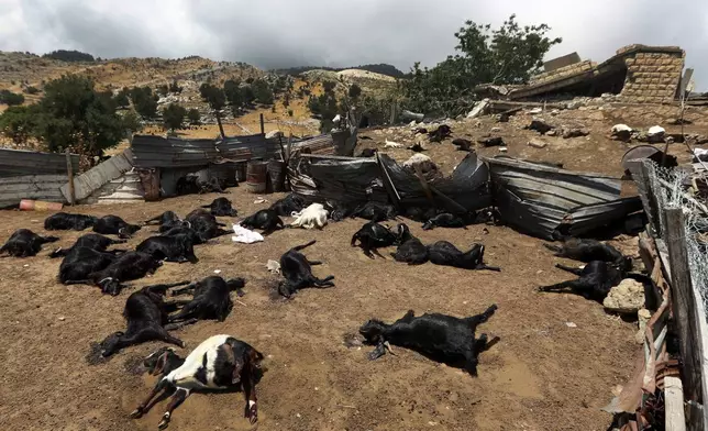 Dead goats lie on the ground after being killed by an Israeli airstrike that hit a house and killed hundreds of goats, in Toura mountain, south Lebanon, Monday, July 8, 2024. The strikes come as tensions continue to boil between Lebanon's Hezbollah group an the Israeli military along the Lebanon-Israel border over the past month, and as talks for a ceasefire in the Gaza Strip between Hamas and Israel are set to resume. (AP Photo/Mohammed Zaatari)