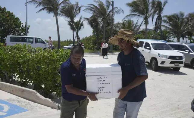 State employees evacuate turtle eggs from the beach to protect them from the incoming Hurricane Beryl, in Cancun, Mexico, Wednesday, July 3, 2024. (AP Photo/Fernando Llano)