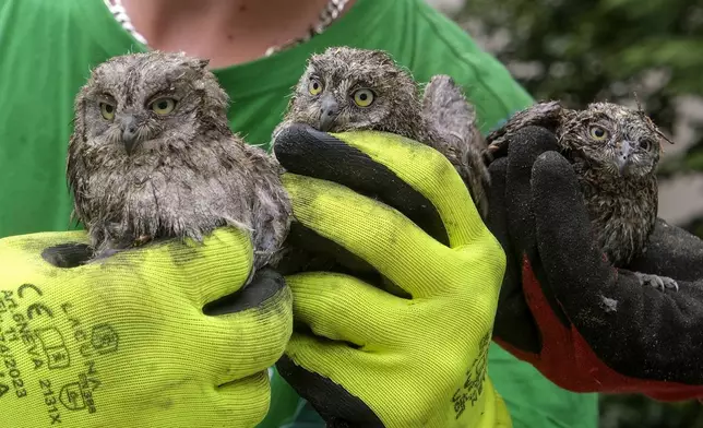 A municipal worker holds owlets rescued from a fallen tree after a powerful storm in Montenegro's capital Podgorica, Tuesday, July 2, 2024. A powerful storm has swept through countries in the western Balkans after several days of sizzling temperatures, killing two people and damaging houses, pulling out trees and flooding streets, officials said on Tuesday. (AP Photo/Risto Bozovic)