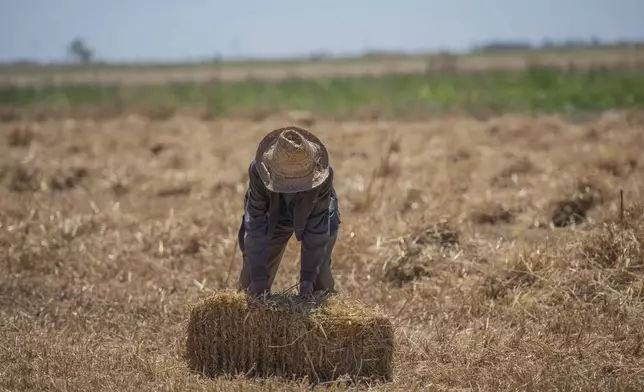 A farmer works in a wheat field on the outskirts of Kenitra, Morocco, Friday, June 21, 2024. (AP Photo)