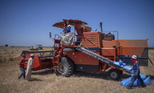 Farmers work on a wheat farm on the outskirts of Kenitra, Morocco, Friday, June 21, 2024. (AP Photo)