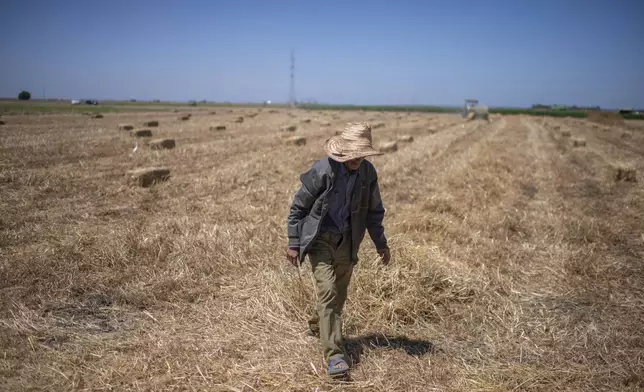 A farmer works in a wheat field on the outskirts of Kenitra, Morocco, Friday, June 21, 2024. Golden fields of wheat no longer produce the bounty they once did in Morocco. A six-year drought has imperiled the country's entire agriculture sector, including farmers who grow cereals and grains used to feed humans and animals. (AP Photo)