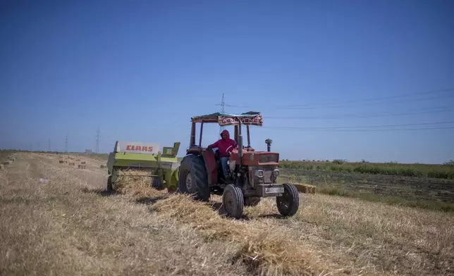 A farmer works in a wheat field on the outskirts of Kenitra, Morocco, Friday, June 21, 2024. (AP Photo)