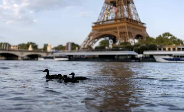 Ducks swim along the Seine River in front of the Eiffel Tower during the 2024 Summer Olympics, Monday, July 29, 2024, in Paris. As the Olympics continue in Paris, the Seine River's water quality remains a major area of concern for officials. Organizers of the triathlon event cancelled swimming practice on Monday for the second day in a row because of poor water quality. Event organizers hope sunny weather will make swimming viable on Tuesday when the triathlon begins. (AP Photo/David Goldman)