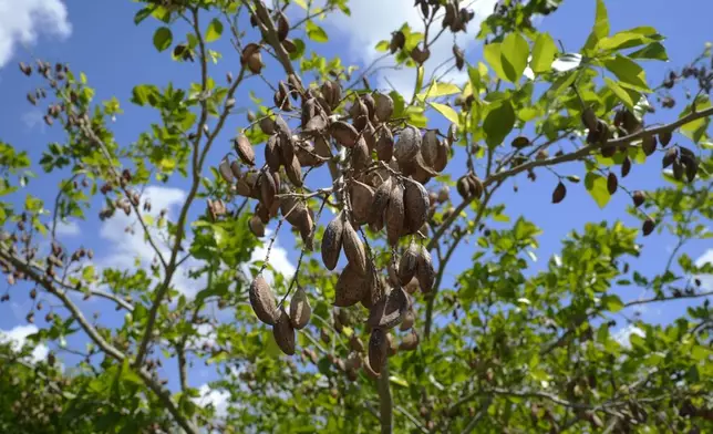 The pods of a pongamia tree are ready to pick at a grove, Thursday, June 6, 2024, in St. Lucie County, Fla. The legume of the pongamia tree produces a plant-based protein high in Omega 9. It also has the potential to produce a sustainable biofuel. (AP Photo/Marta Lavandier)