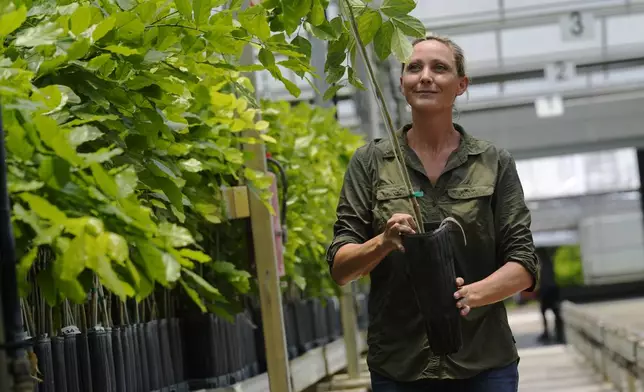 Elisabeth Beagle, Terviva's director of tree operations, moves a small pongamia tree at its nursery, Thursday, June 6, 2024, in Fort Pierce, Fla. The company produces and plants trees that are clonal replicas of its proprietary cultivars. (AP Photo/Marta Lavandier)