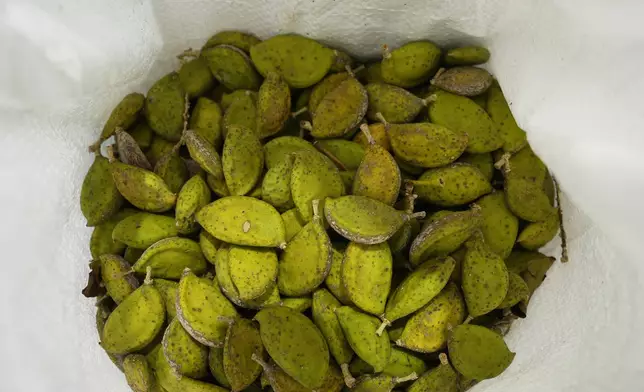 A bag of harvested Pongamia legume pods slowly dries out at the Terviva nursery, Thursday, March 21, 2024, in Fort Pierce, Fla. The ancient tree, native to India, Southeast Asia and Australia, is now thriving in groves where citrus trees once flourished in Florida. The tree produces a legume that can be processed into plant-based protein and sustainable biofuel. (AP Photo/Marta Lavandier)