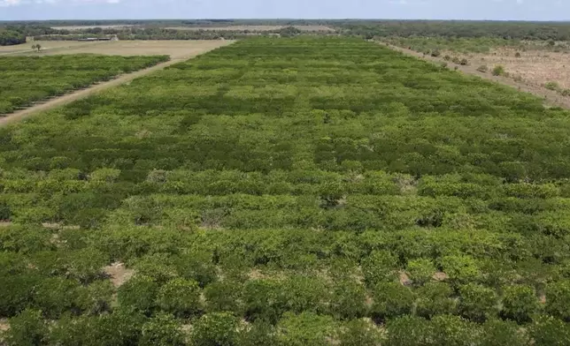 Pongamia trees grow in a former citrus grove, Thursday, June 6, 2024, in St. Lucie County, Fla. As large parts of the Sunshine State's once-famous citrus industry have all but dried up over the past couple of decades due to greening and citrus canker, some farmers are turning to the pongamia tree, a climate-resilient tree with the potential to produce plant based proteins and a sustainable biofuel. (AP Photo/Daniel Kozin)