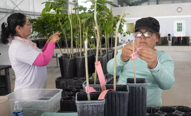 Terviva employees graft and mark young pongamia trees at the company's nursery, Thursday, June 6, 2024, in Fort Pierce, Fla. The company produces and plants trees that are clonal replicas of its proprietary cultivars. (AP Photo/Marta Lavandier)