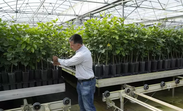 John Young, Terviva's customer success manager, inspects small pongamia trees at its nursery, Thursday, March 21, 2024, in Fort Pierce, Fla. Once the trees are planted, they don't need fertilizer or pesticides. They flourish in drought or rainy conditions. They also don't require teams of workers to pick the beans. A machine simply shakes the tiny beans from the branches when they're ready to harvest. (AP Photo/Marta Lavandier)