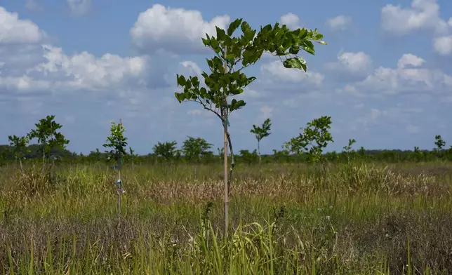 Young pongamia trees grow in a grove in St. Lucie County, Fla., Thursday, June 6, 2024. The ancient tree, native to India, Southeast Asia and Australia, is now thriving in groves where citrus trees once flourished in Florida. The tree produces a legume that can be processed into plant-based protein and sustainable biofuel. (AP Photo/Marta Lavandier)