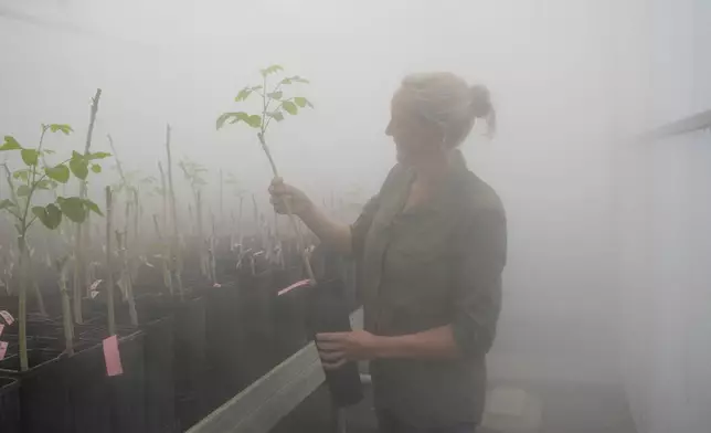 Elisabeth Beagle, Terviva's director of tree operations, places a newly grafted pongamia tree in a high- humidity greenhouse at the company's nursery, Thursday, June 6, 2024, in Fort Pierce, Fla. The tree produces a legume that is now being used to produce several products, including Panova table oil, Kona protein bars and protein flour. (AP Photo/Marta Lavandier)