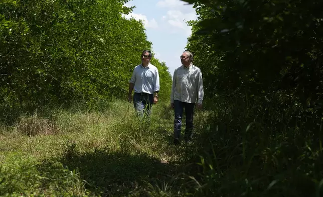 Terviva's John Young, left, and Ron Edwards walk in a grove of pongamia trees, Thursday, June 6, 2024, in St. Lucie County, Fla. Terviva, a San Francisco-based company founded in 2010, has patented a process to remove the biopesticides from the pongamia tree legume that cause a bitter taste, making the bean suitable for food production. (AP Photo/Marta Lavandier)